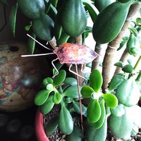 copper stink bug plant decoration