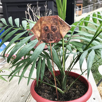 Origami puppy dog face, plant decoration
