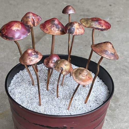 Mushroom plant decor, variety view1